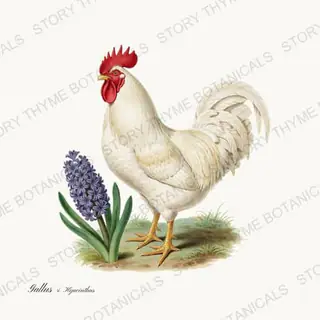 Rooster Hyacinth — vintage botanical Spring Blossom Roosters print on a white background