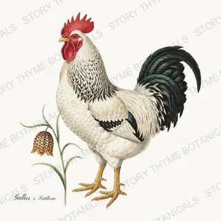 Rooster Fritillary — vintage botanical Spring Blossom Roosters print on a white background