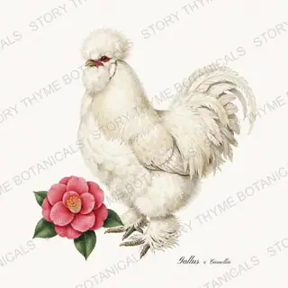 Rooster Camellia — vintage botanical Spring Blossom Roosters print on a white background