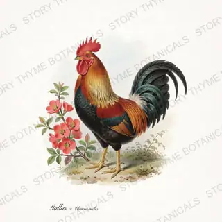 Rooster Quince — vintage botanical Spring Blossom Roosters print on a white background