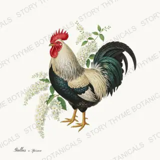 Rooster Spiraea — vintage botanical Spring Blossom Roosters print on a white background