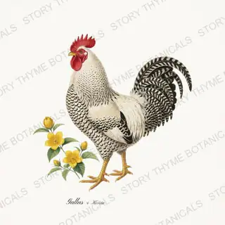 Rooster Kerria — vintage botanical Spring Blossom Roosters print on a white background