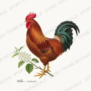 Rooster Serviceberry — vintage botanical Spring Blossom Roosters print on a white background