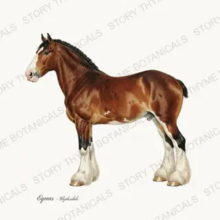 Clydesdale — vintage botanical The Stable print on a white background