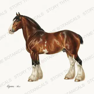 Shire — vintage botanical The Stable print on a white background