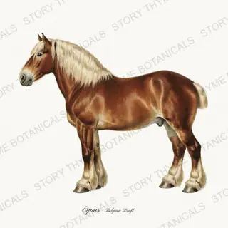 Belgian Draft — vintage botanical The Stable print on a white background
