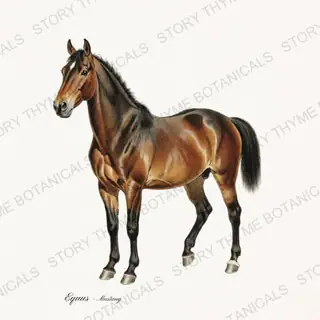 Mustang — vintage botanical The Stable print on a white background
