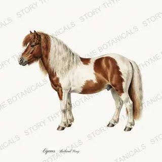 Shetland Pony — vintage botanical The Stable print on a white background