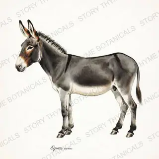 Donkey — vintage botanical The Stable print on a white background