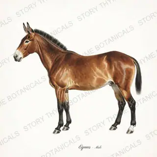 Mule — vintage botanical The Stable print on a white background