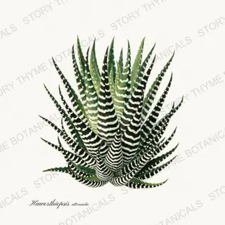 Haworthia — vintage botanical Succulents Vol. 2 print on a white background