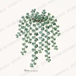 String of Dolphins — vintage botanical Succulents Vol. 2 print on a white background