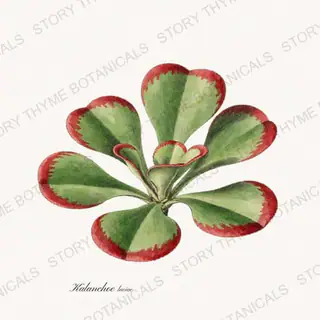 Paddle Plant — vintage botanical Succulents Vol. 2 print on a white background