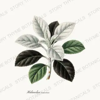 Panda Plant — vintage botanical Succulents Vol. 2 print on a white background