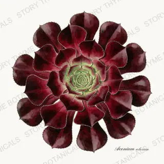 Black Aeonium — vintage botanical Succulents Vol. 2 print on a white background