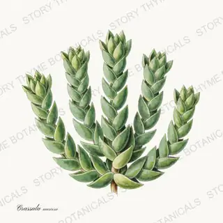 Watch Chain — vintage botanical Succulents Vol. 2 print on a white background