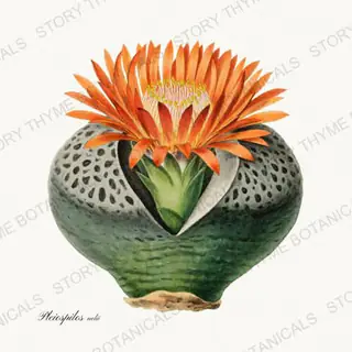 Split Rock — vintage botanical Succulents Vol. 2 print on a white background