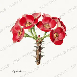 Crown of Thorns — vintage botanical Succulents Vol. 2 print on a white background