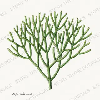 Pencil Cactus — vintage botanical Succulents Vol. 2 print on a white background