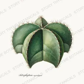 Bishops Cap — vintage botanical Succulents Vol. 2 print on a white background