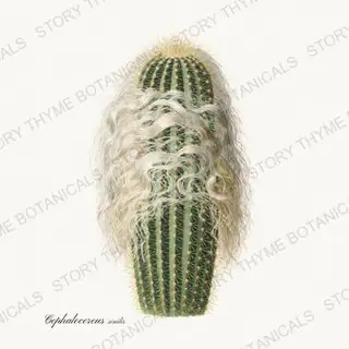 Old Man Cactus — vintage botanical Succulents Vol. 2 print on a white background