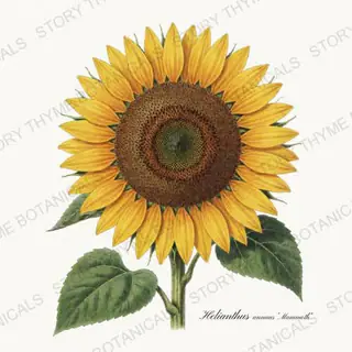 Mammoth — vintage botanical Sunflowers print on a white background