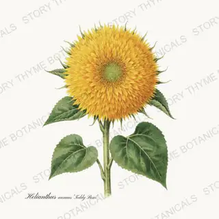 Teddy Bear — vintage botanical Sunflowers print on a white background