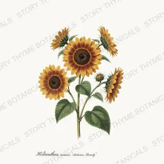Autumn Beauty — vintage botanical Sunflowers print on a white background