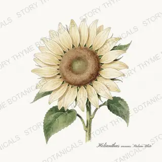 Italian White — vintage botanical Sunflowers print on a white background