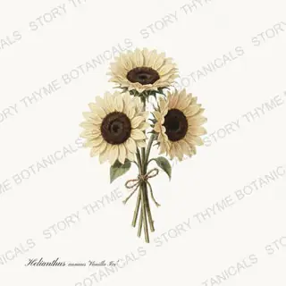 Vanilla Ice Bouquet — vintage botanical Sunflowers print on a white background