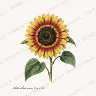 Ring of Fire — vintage botanical Sunflowers print on a white background