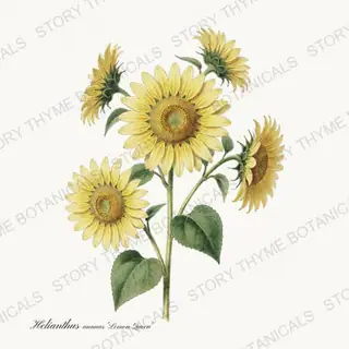 Lemon Queen — vintage botanical Sunflowers print on a white background