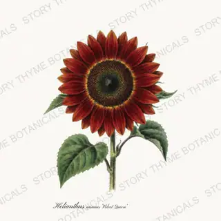 Velvet Queen — vintage botanical Sunflowers print on a white background