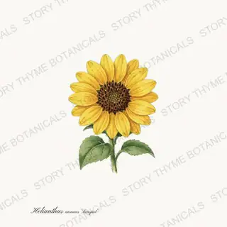 Sunspot — vintage botanical Sunflowers print on a white background