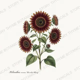 Chocolate Cherry — vintage botanical Sunflowers print on a white background