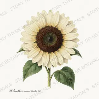 Vanilla Ice — vintage botanical Sunflowers print on a white background