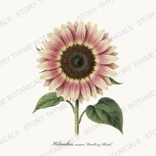 Strawberry Blonde — vintage botanical Sunflowers print on a white background
