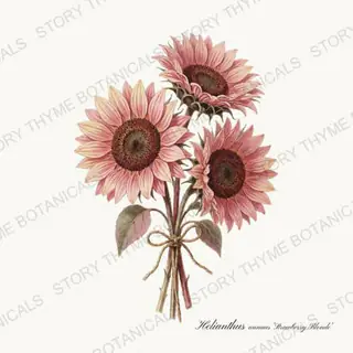 Strawberry Blonde Bouquet — vintage botanical Sunflowers print on a white background