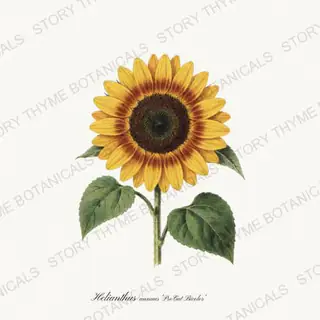 Procut Bicolor — vintage botanical Sunflowers print on a white background