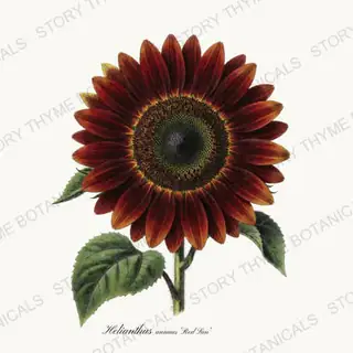 Red Sun — vintage botanical Sunflowers print on a white background