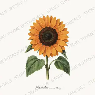 Soraya — vintage botanical Sunflowers print on a white background