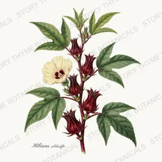 Hibiscus — vintage botanical Tea Herbs print on a white background