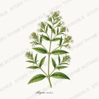 Lemon Verbena — vintage botanical Tea Herbs print on a white background