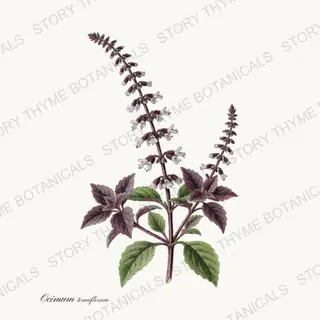 Holy Basil — vintage botanical Tea Herbs print on a white background