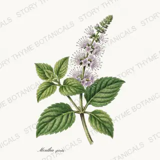 Spearmint — vintage botanical Tea Herbs print on a white background