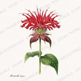 Bee Balm — vintage botanical Tea Herbs print on a white background