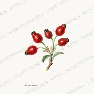 Rosehip — vintage botanical Tea Herbs print on a white background