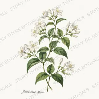 Jasmine — vintage botanical Tea Herbs print on a white background