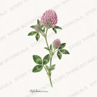 Red Clover — vintage botanical Tea Herbs print on a white background