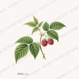 Raspberry Leaf — vintage botanical Tea Herbs print on a white background